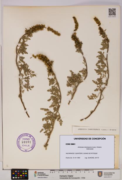 Ambrosia chamissonis [Espécimen: UDEC:CONC:0059801]