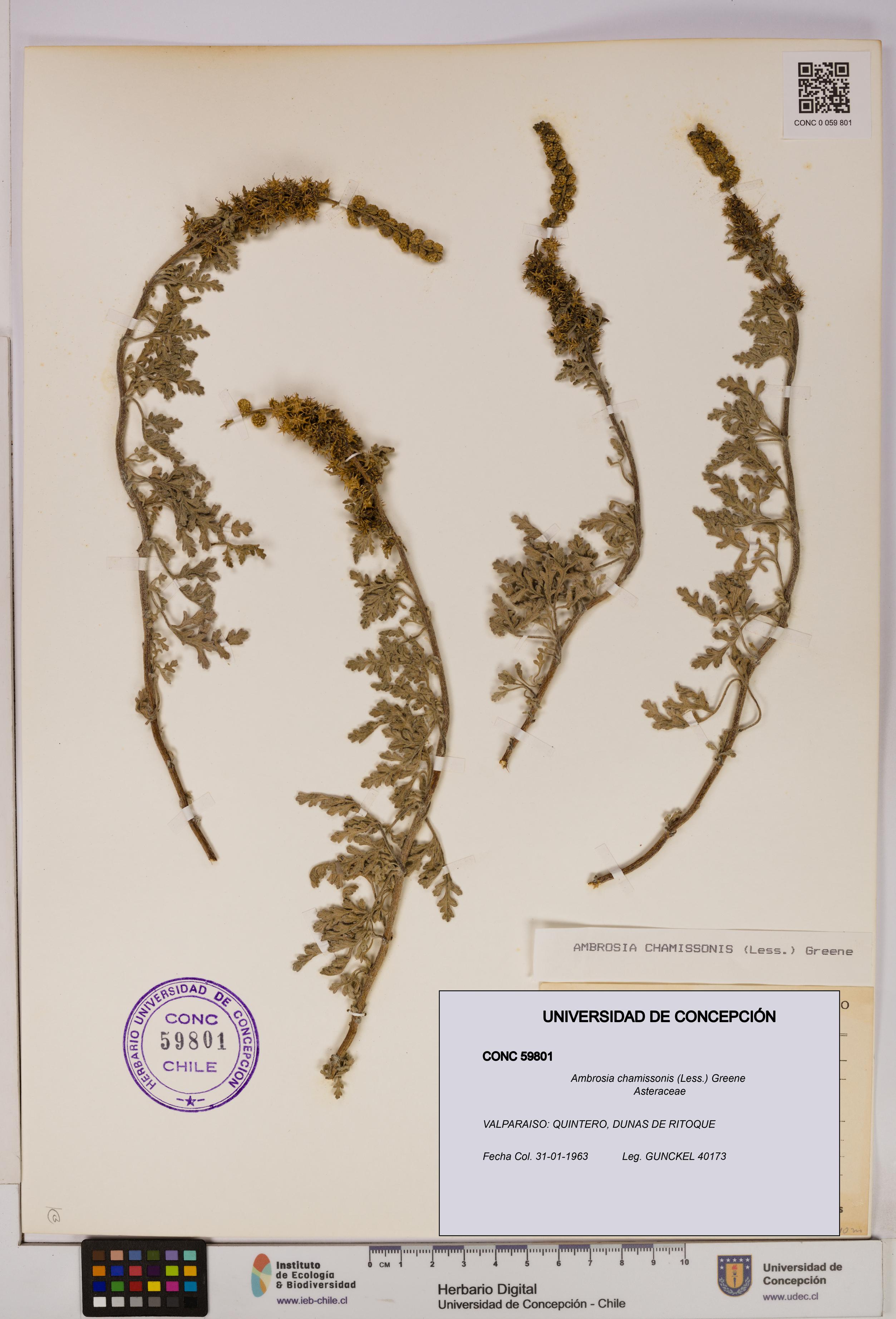 Ambrosia chamissonis [Espécimen: UDEC:CONC:0059801]