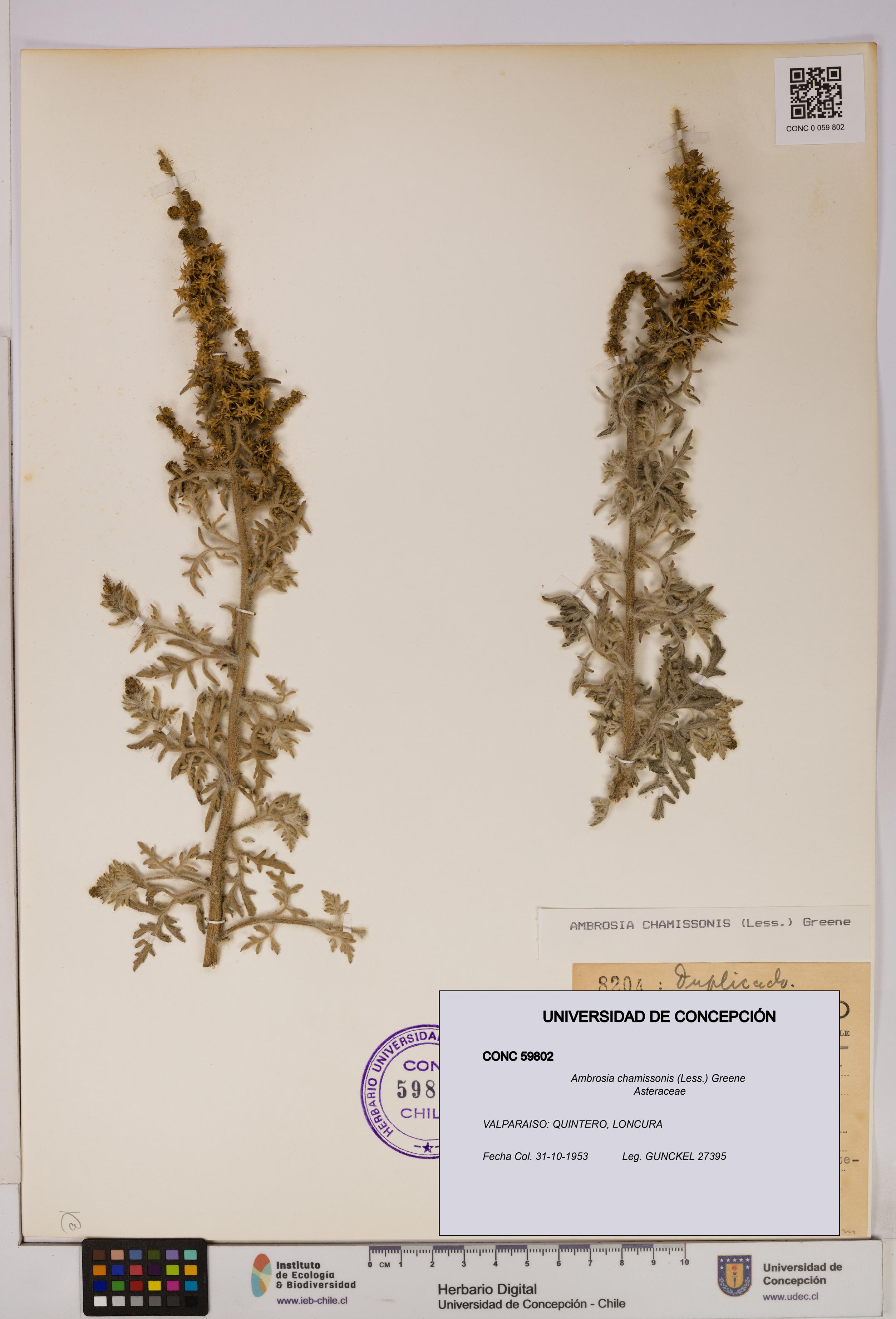 Ambrosia chamissonis [Espécimen: UDEC:CONC:0059802]