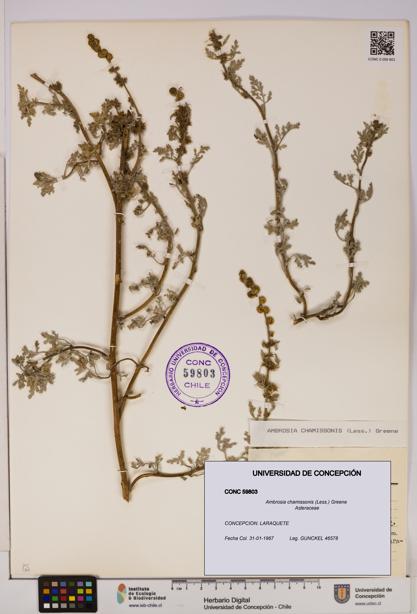 Ambrosia chamissonis [Espécimen: UDEC:CONC:0059803]