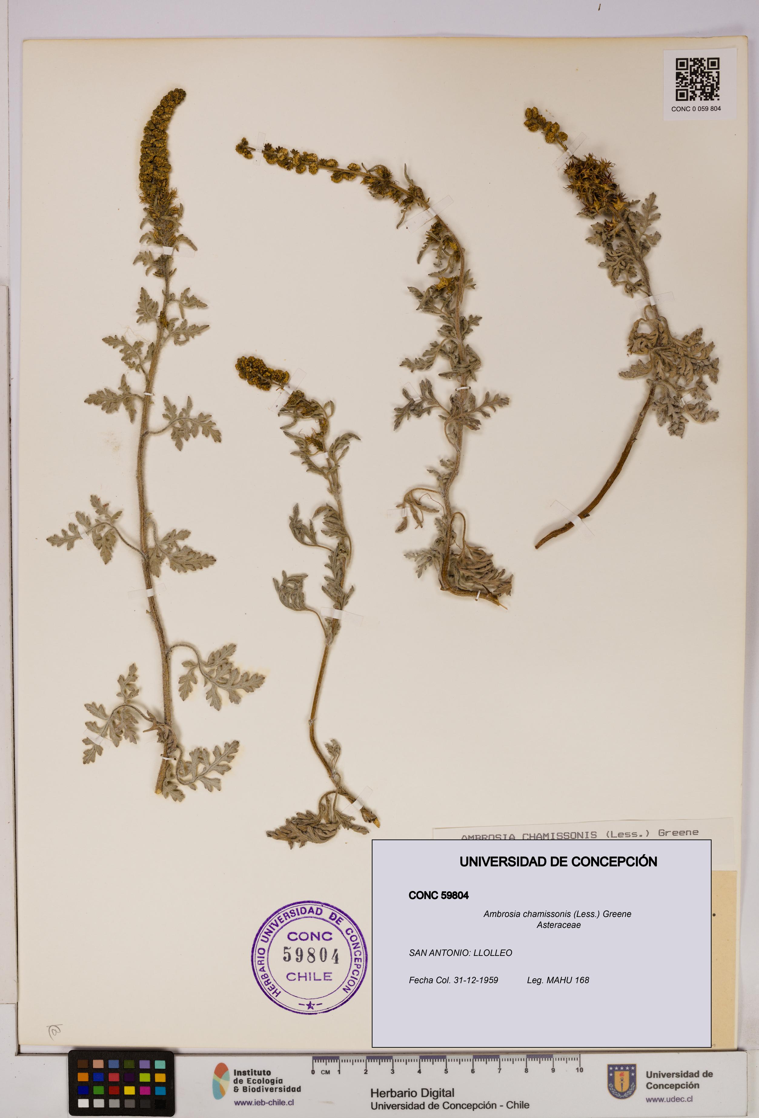 Ambrosia chamissonis [Espécimen: UDEC:CONC:0059804]