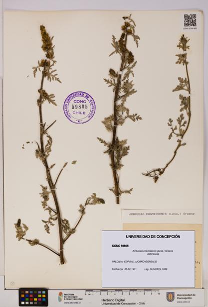 Ambrosia chamissonis [Espécimen: UDEC:CONC:0059805]