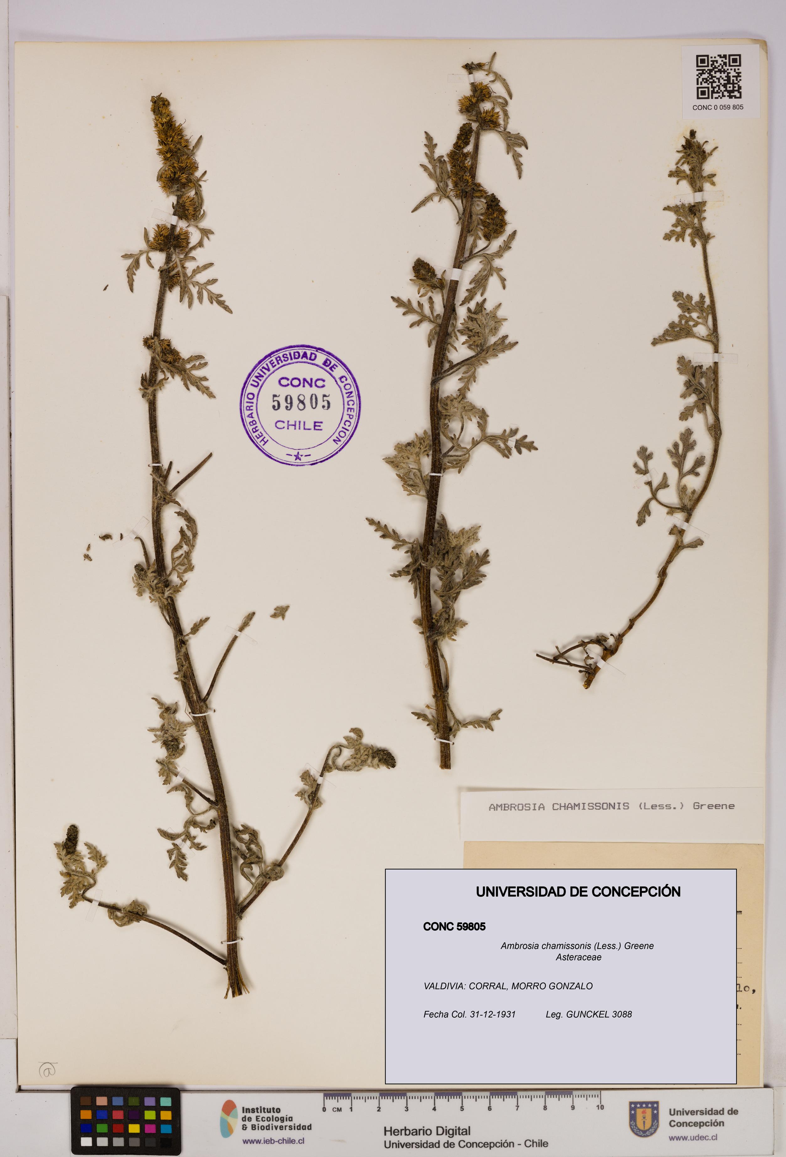 Ambrosia chamissonis [Espécimen: UDEC:CONC:0059805]