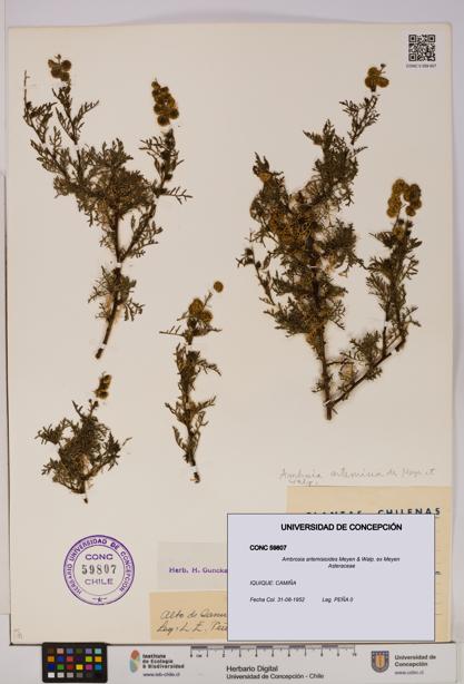 Ambrosia artemisioides [Espécimen: UDEC:CONC:0059807]