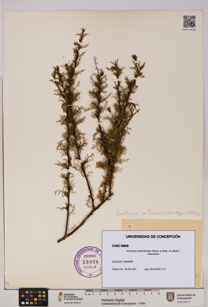 Ambrosia artemisioides [Espécimen: UDEC:CONC:0059808]