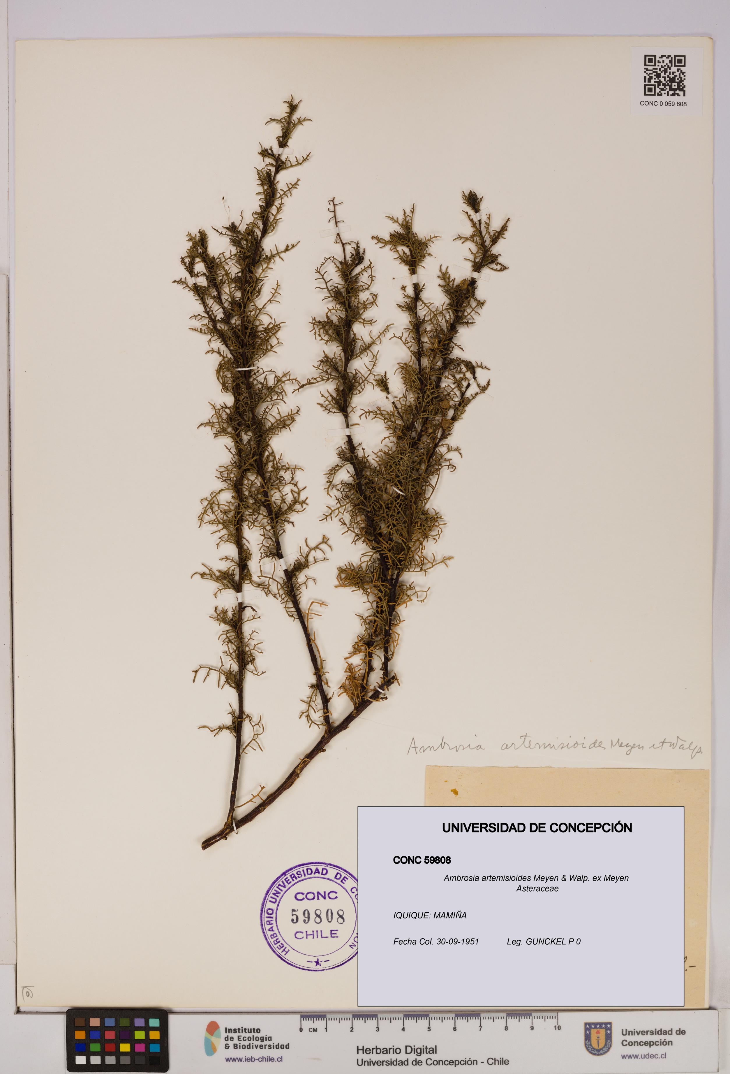 Ambrosia artemisioides [Espécimen: UDEC:CONC:0059808]
