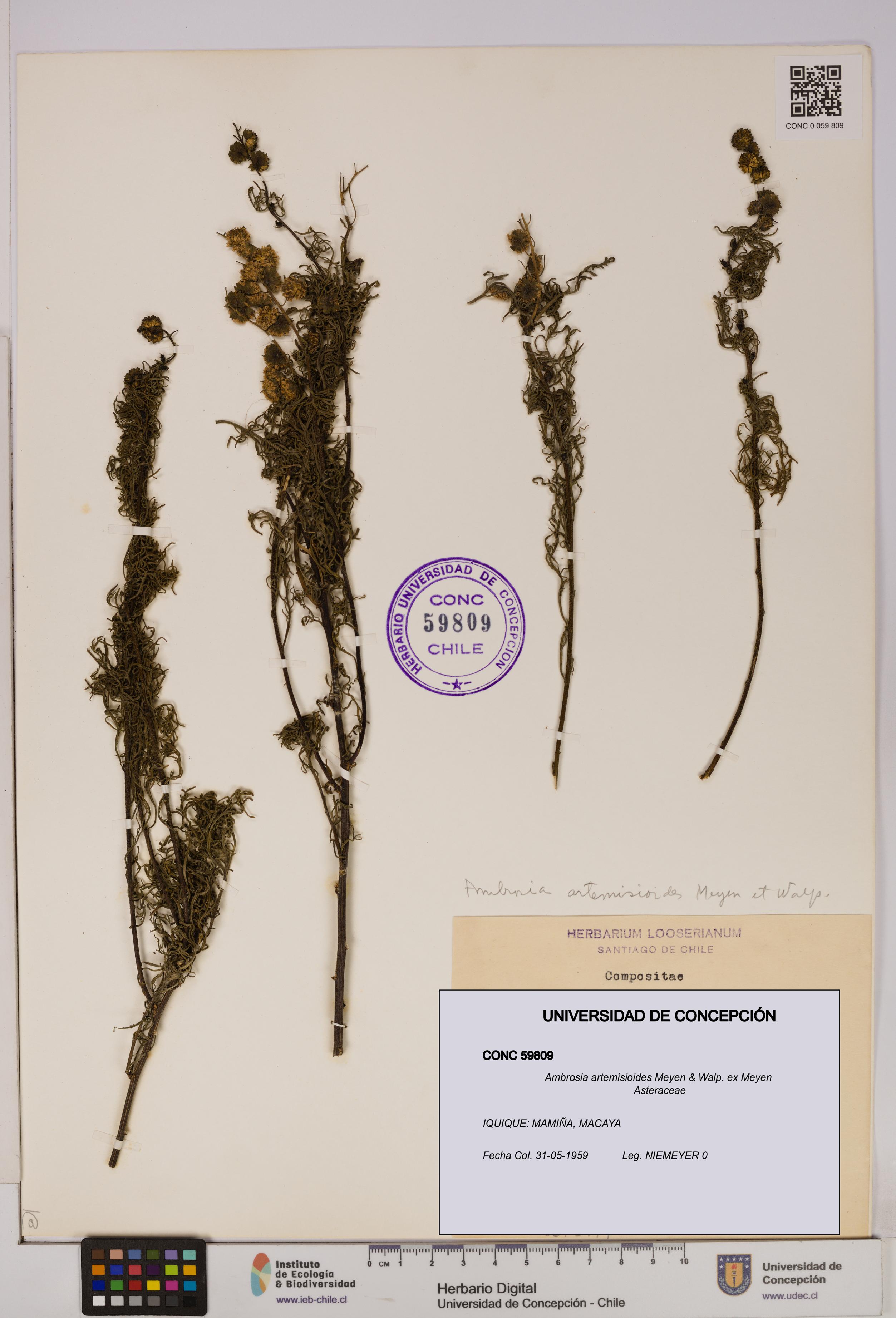 Ambrosia artemisioides [Espécimen: UDEC:CONC:0059809]