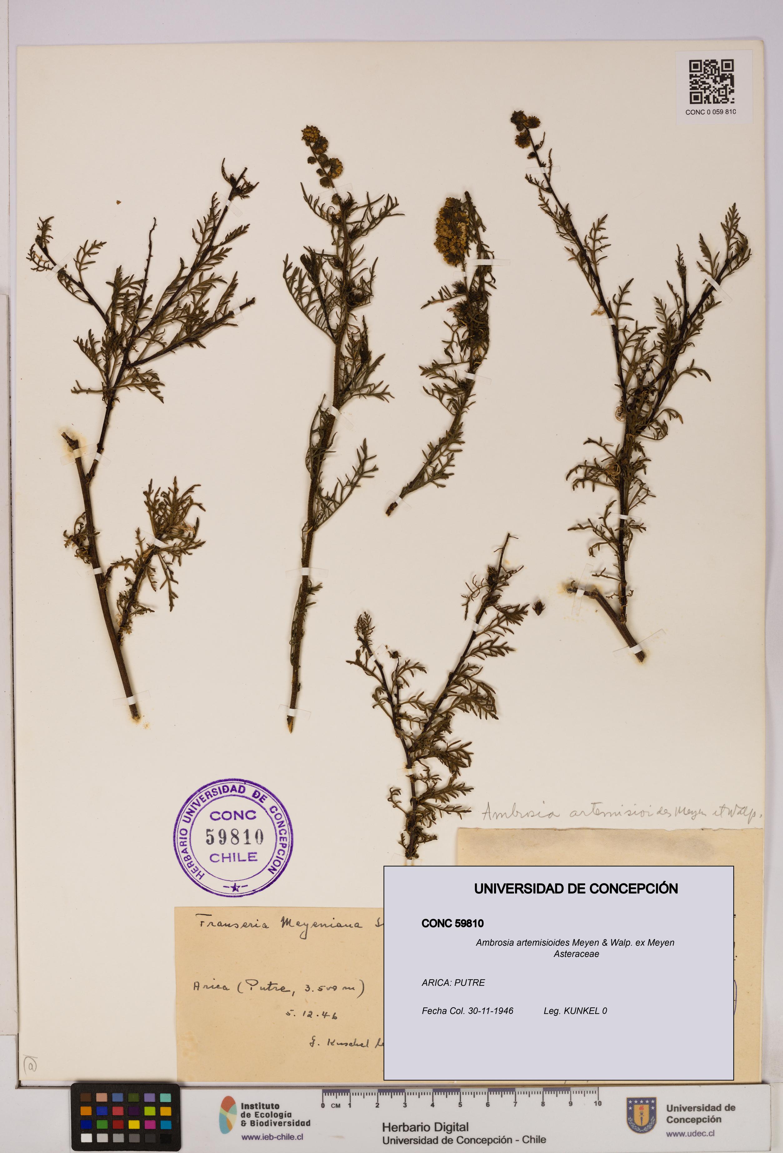 Ambrosia artemisioides [Espécimen: UDEC:CONC:0059810]