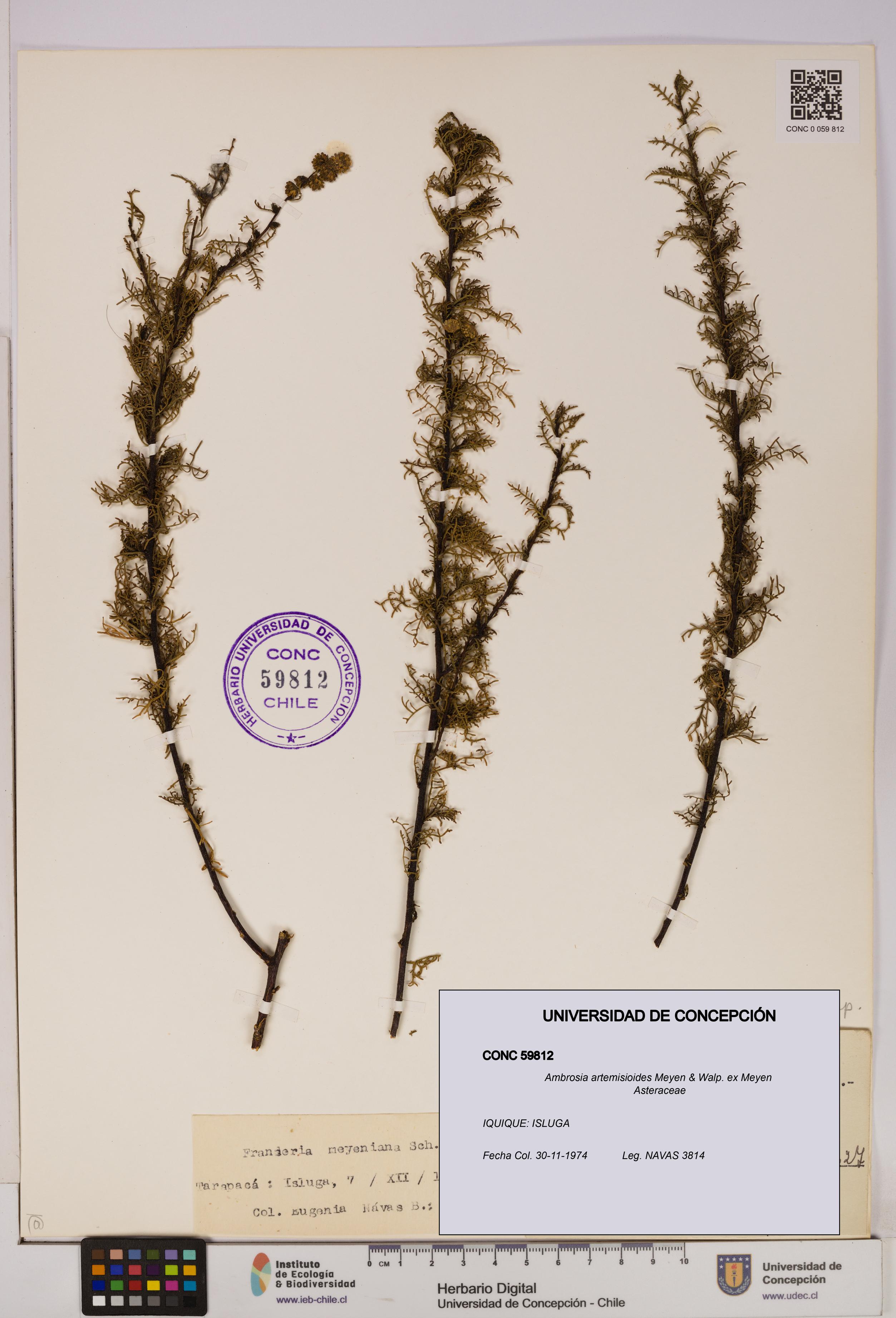 Ambrosia artemisioides [Espécimen: UDEC:CONC:0059812]