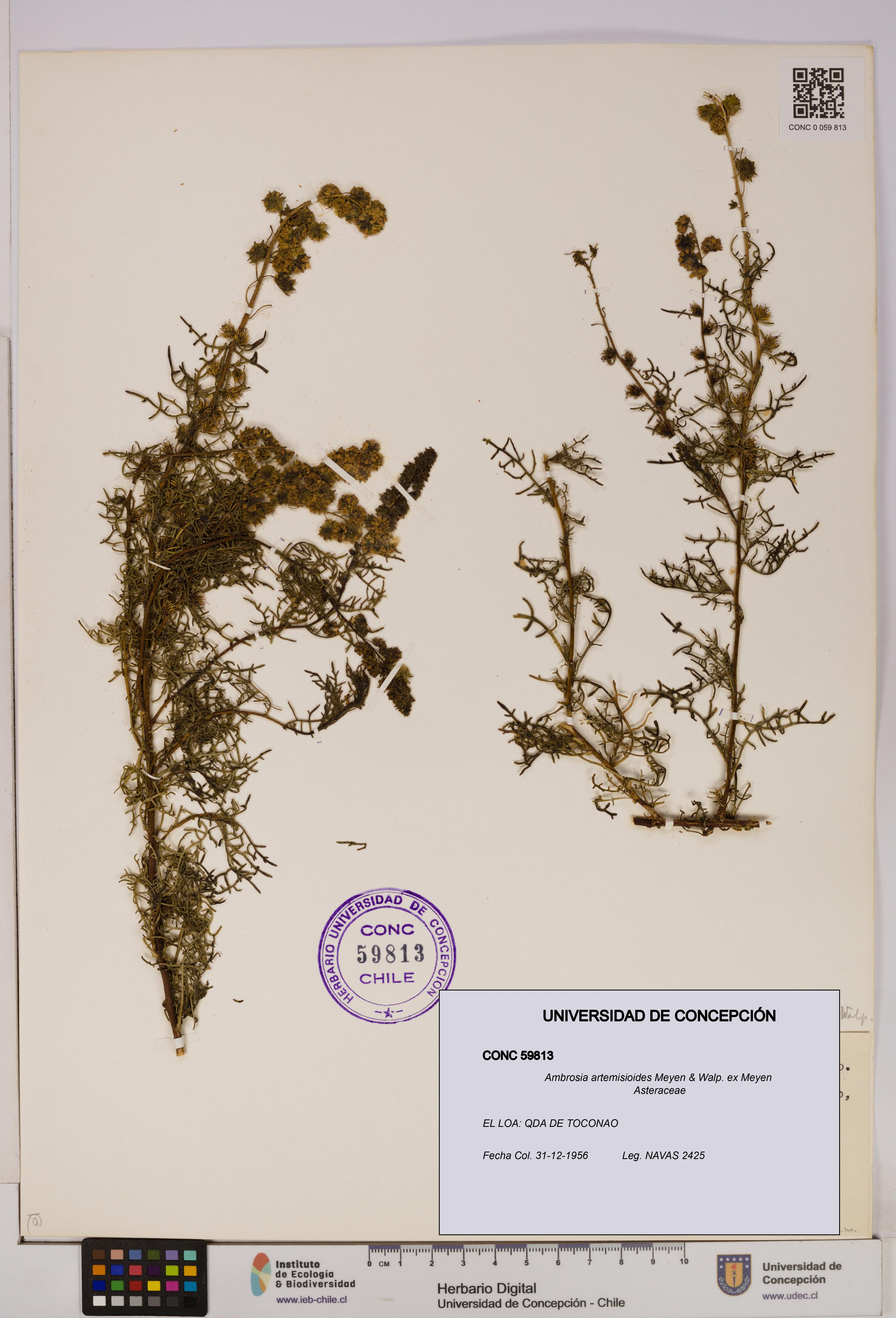 Ambrosia artemisioides [Espécimen: UDEC:CONC:0059813]