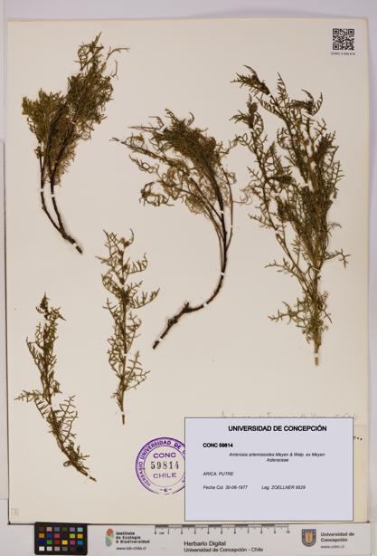 Ambrosia artemisioides [Espécimen: UDEC:CONC:0059814]
