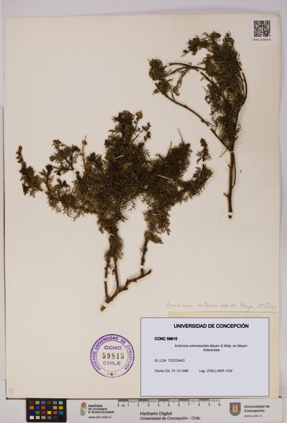 Ambrosia artemisioides [Espécimen: UDEC:CONC:0059815]