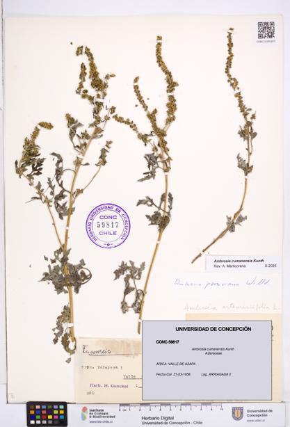 Ambrosia cumanensis [Espécimen: ]