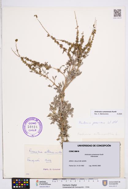 Ambrosia cumanensis [Espécimen: ]