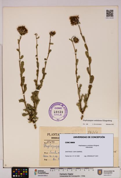 Haplopappus undulatus [Espécimen: UDEC:CONC:0059839]