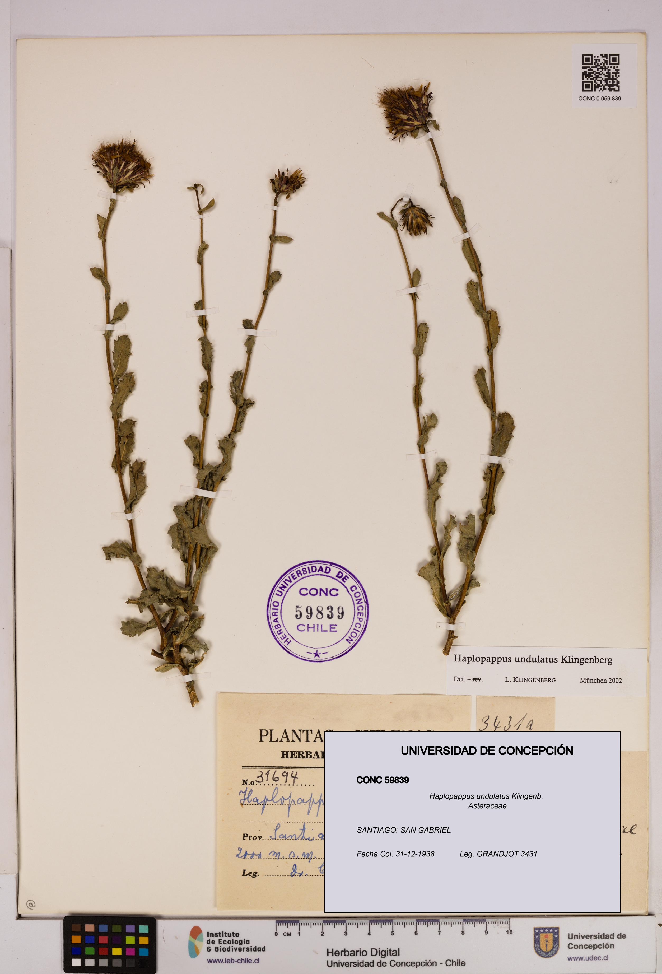 Haplopappus undulatus [Espécimen: UDEC:CONC:0059839]
