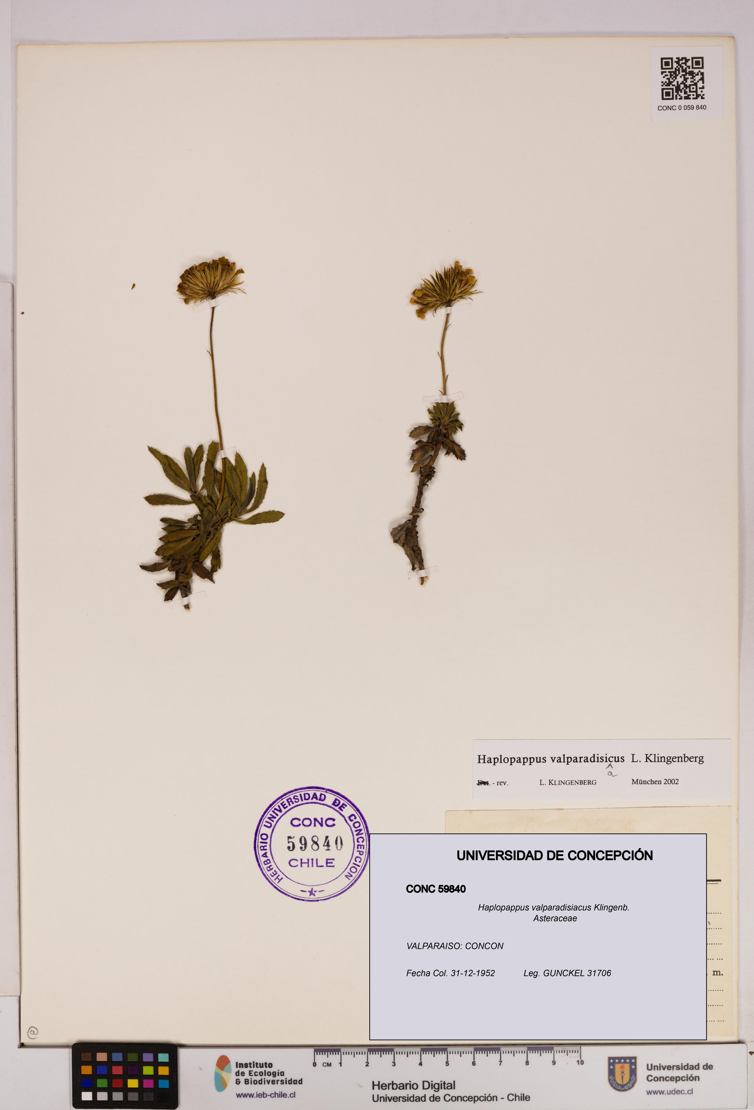 Haplopappus valparadisiacus [Espécimen: UDEC:CONC:0059840]