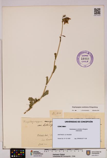 Haplopappus undulatus [Espécimen: UDEC:CONC:0059841]