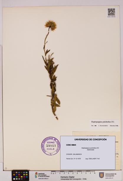 Haplopappus pulchellus [Espécimen: UDEC:CONC:0059843]