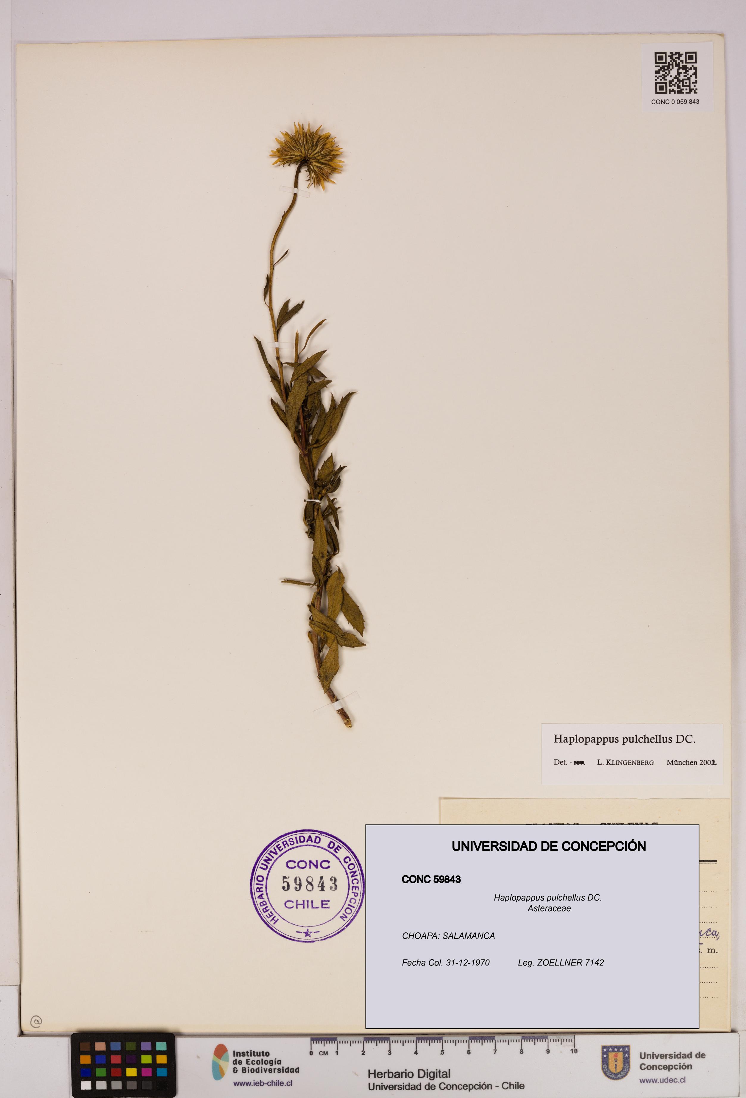 Haplopappus pulchellus [Espécimen: UDEC:CONC:0059843]