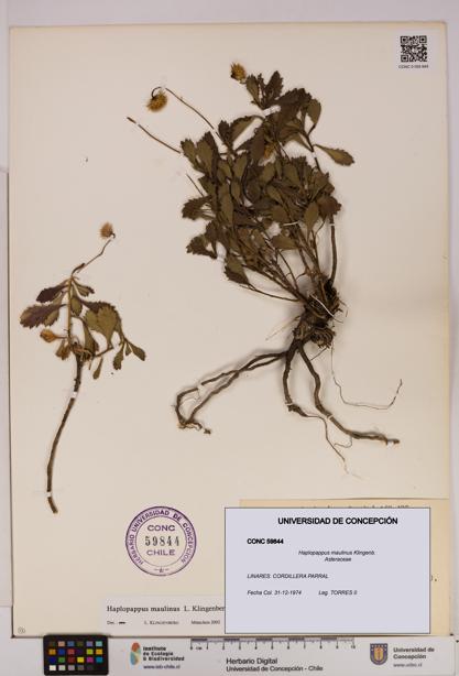 Haplopappus maulinus [Espécimen: UDEC:CONC:0059844]