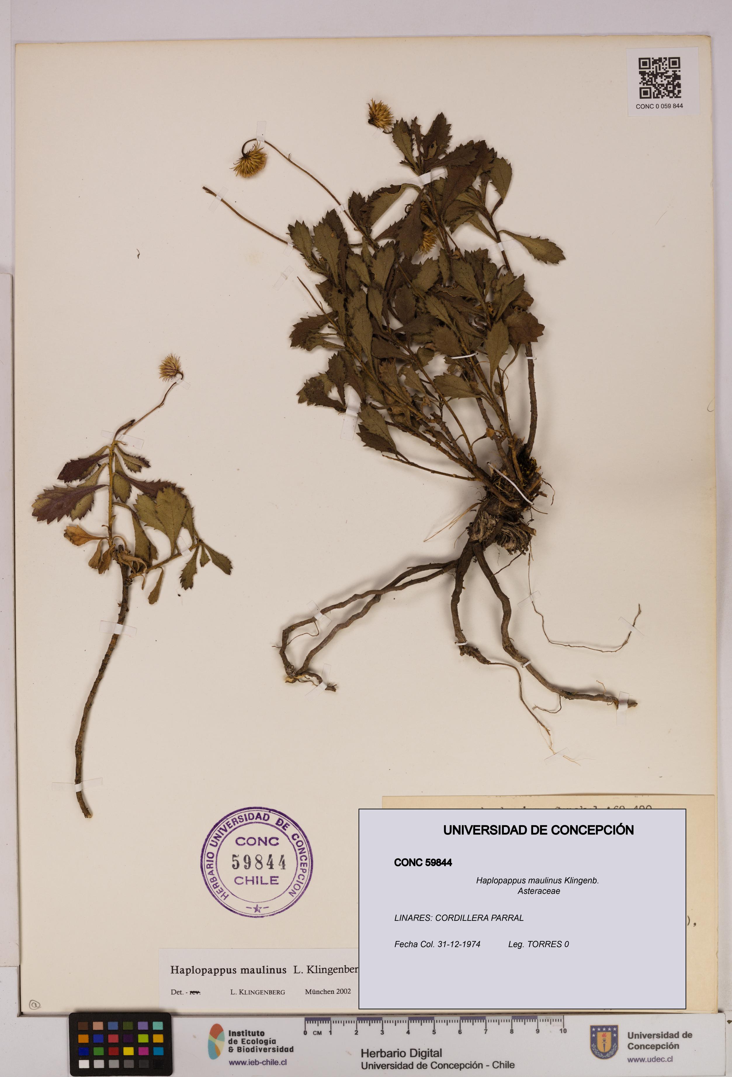 Haplopappus maulinus [Espécimen: UDEC:CONC:0059844]