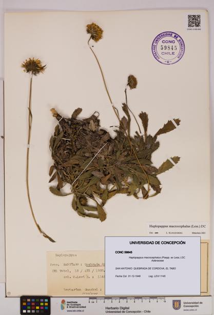Haplopappus macrocephalus [Espécimen: UDEC:CONC:0059845]