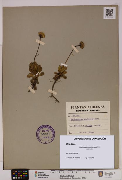 Haplopappus paucidentatus [Espécimen: UDEC:CONC:0059846]
