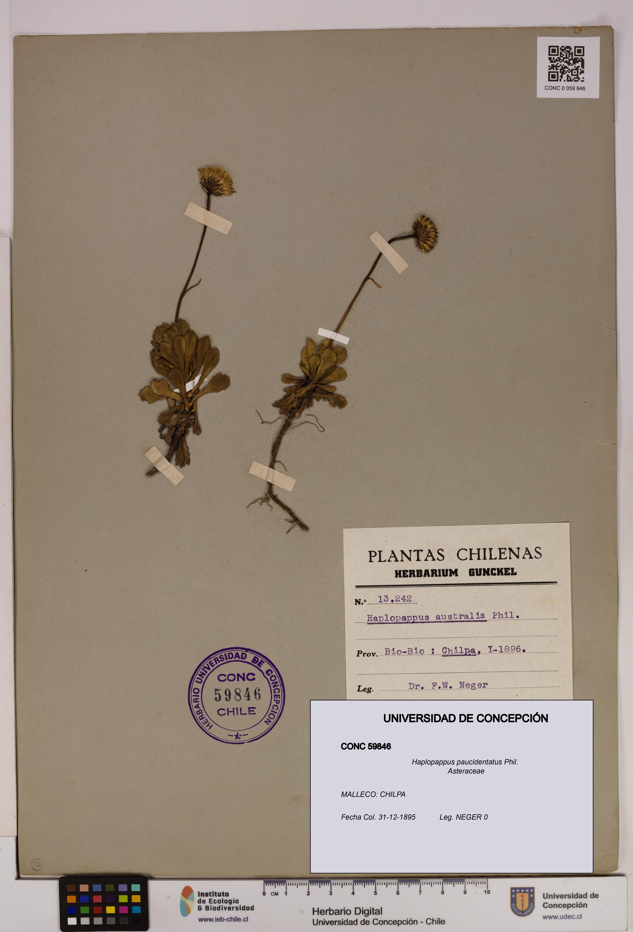 Haplopappus paucidentatus [Espécimen: UDEC:CONC:0059846]