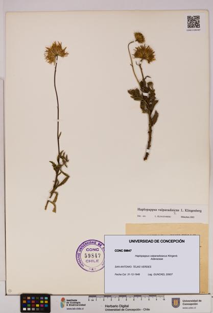 Haplopappus valparadisiacus [Espécimen: UDEC:CONC:0059847]