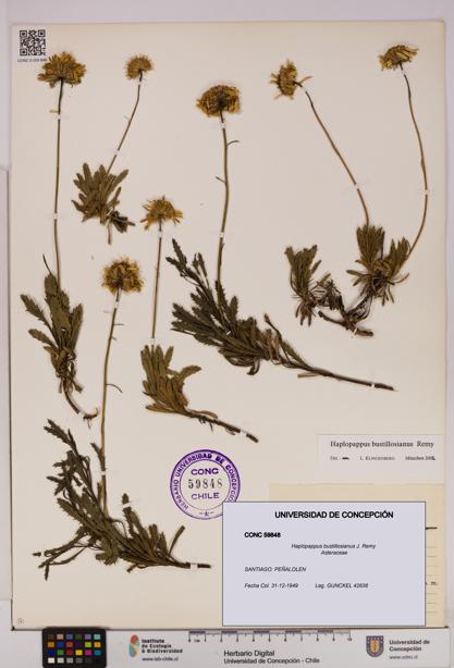 Haplopappus bustillosianus [Espécimen: UDEC:CONC:0059848]