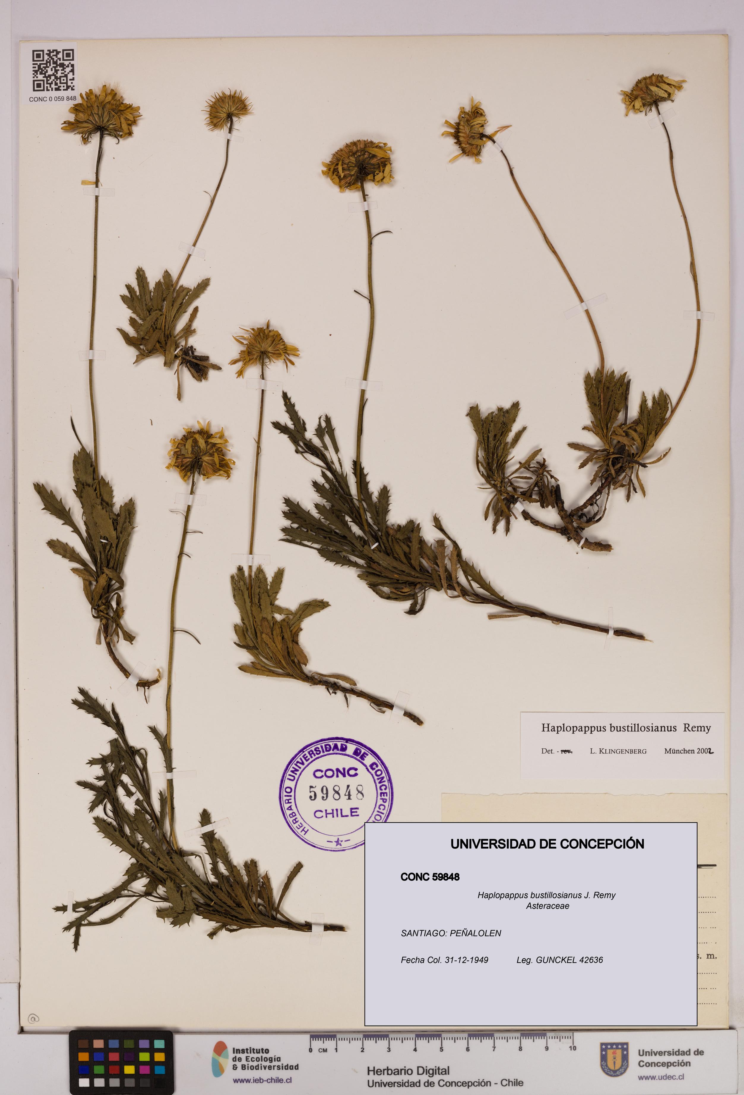 Haplopappus bustillosianus [Espécimen: UDEC:CONC:0059848]