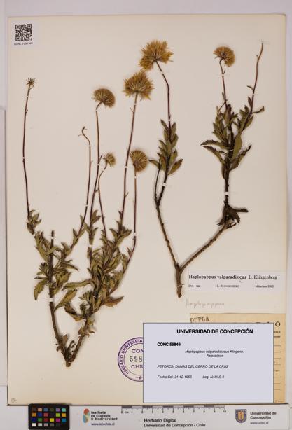 Haplopappus valparadisiacus [Espécimen: UDEC:CONC:0059849]
