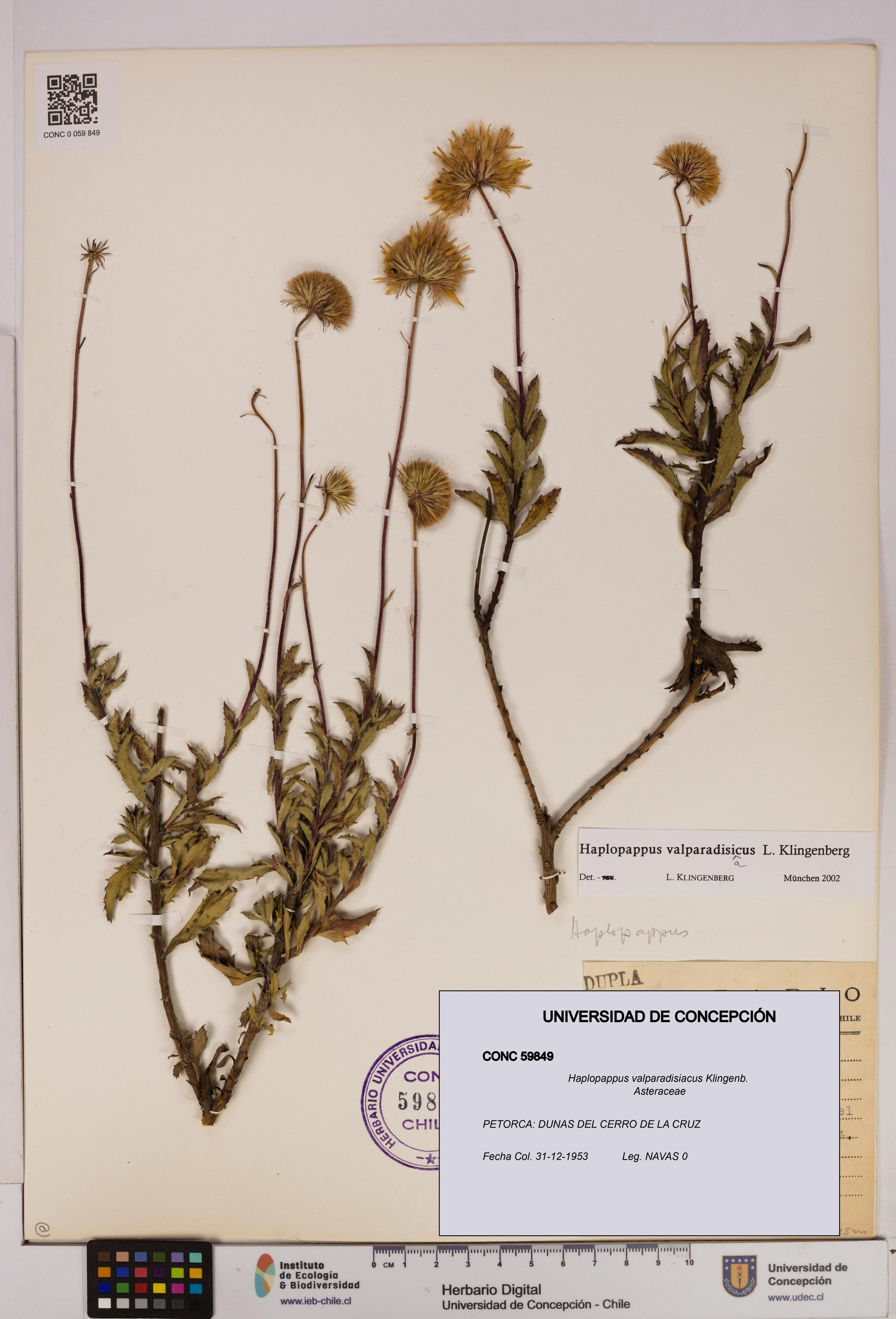 Haplopappus valparadisiacus [Espécimen: UDEC:CONC:0059849]