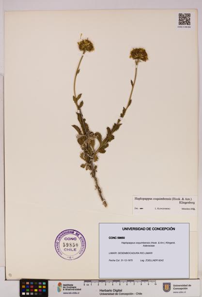 Haplopappus coquimbensis [Espécimen: UDEC:CONC:0059850]