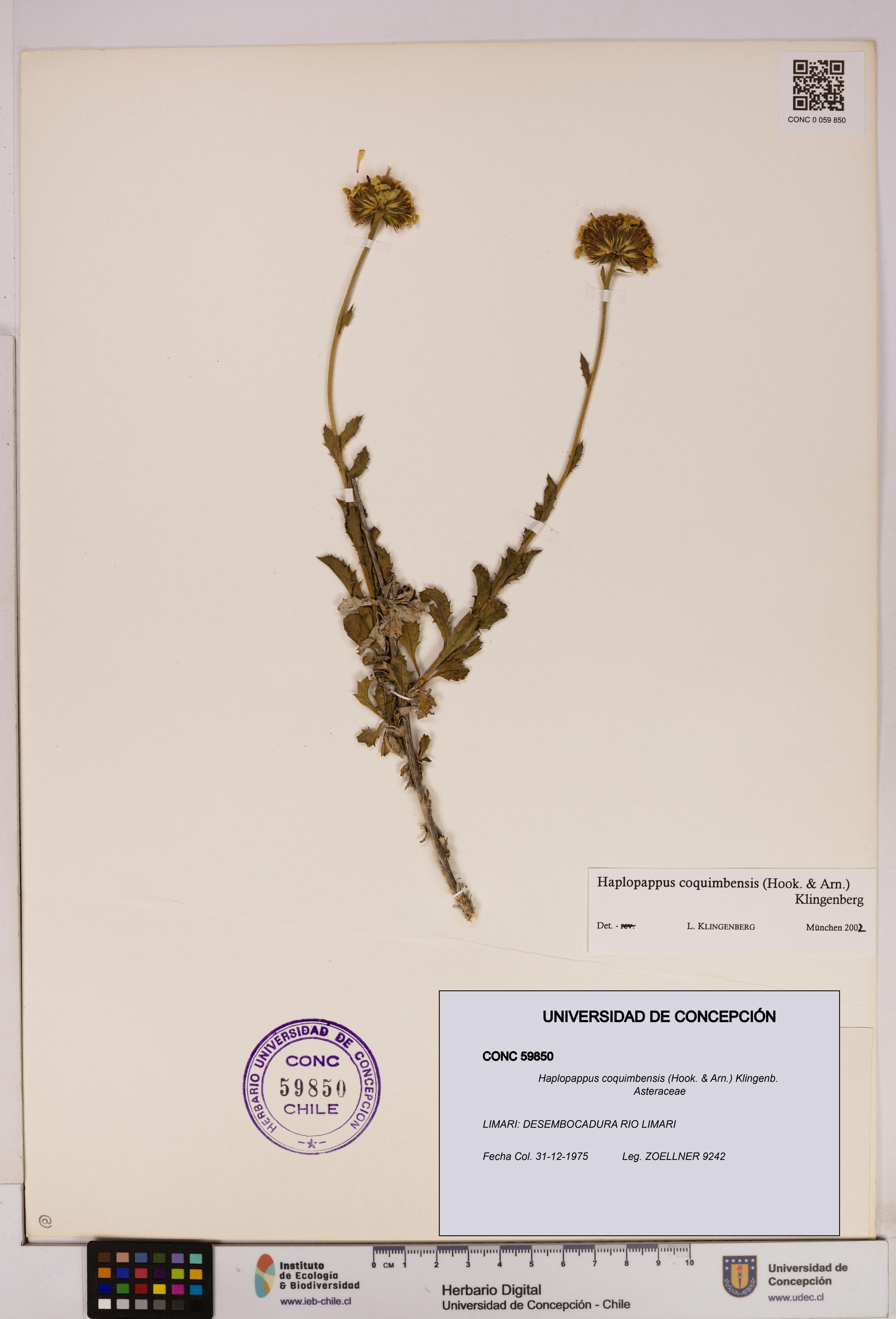 Haplopappus coquimbensis [Espécimen: UDEC:CONC:0059850]