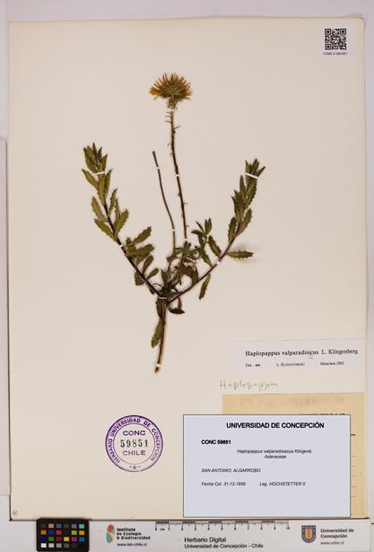 Haplopappus valparadisiacus [Espécimen: UDEC:CONC:0059851]