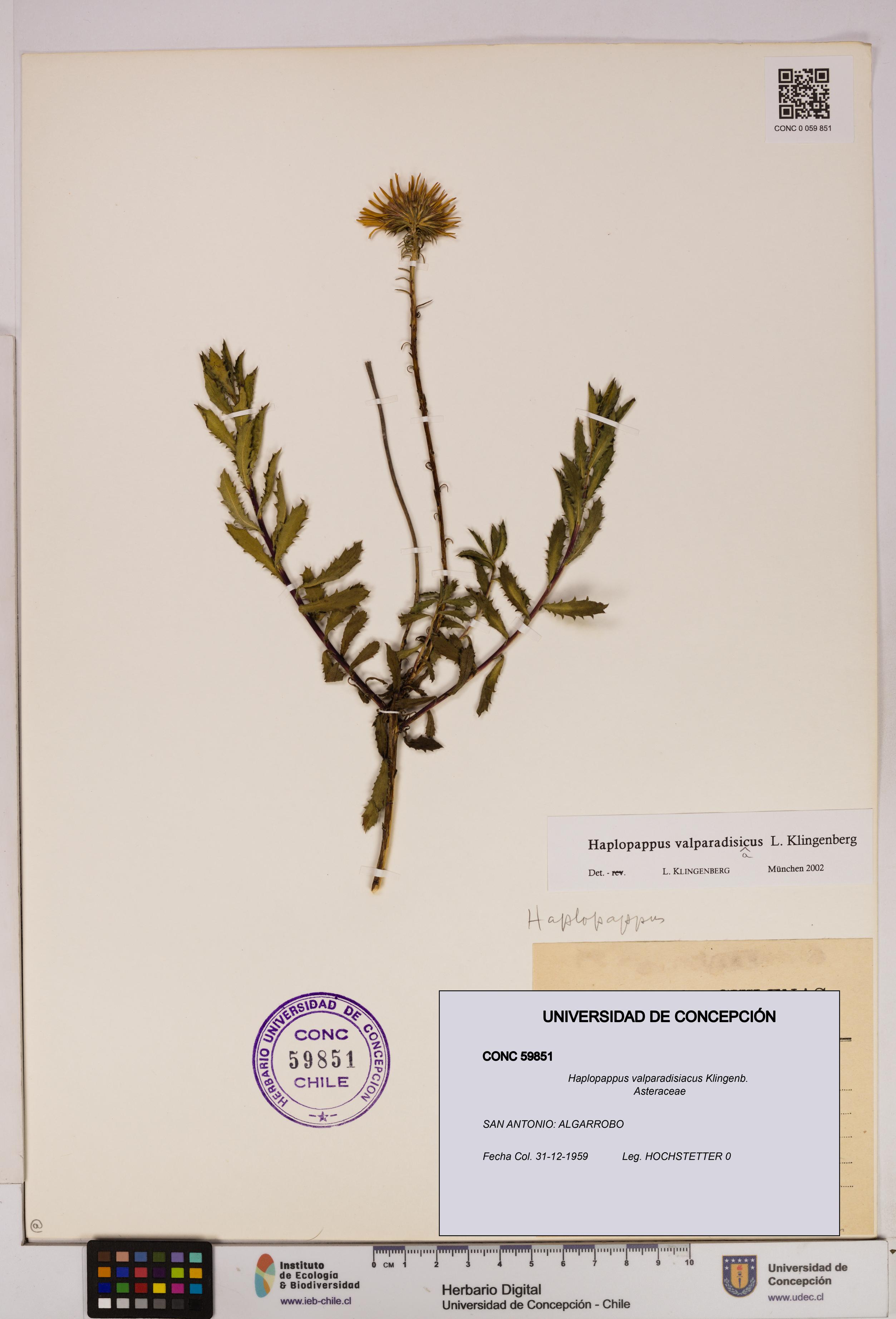 Haplopappus valparadisiacus [Espécimen: UDEC:CONC:0059851]