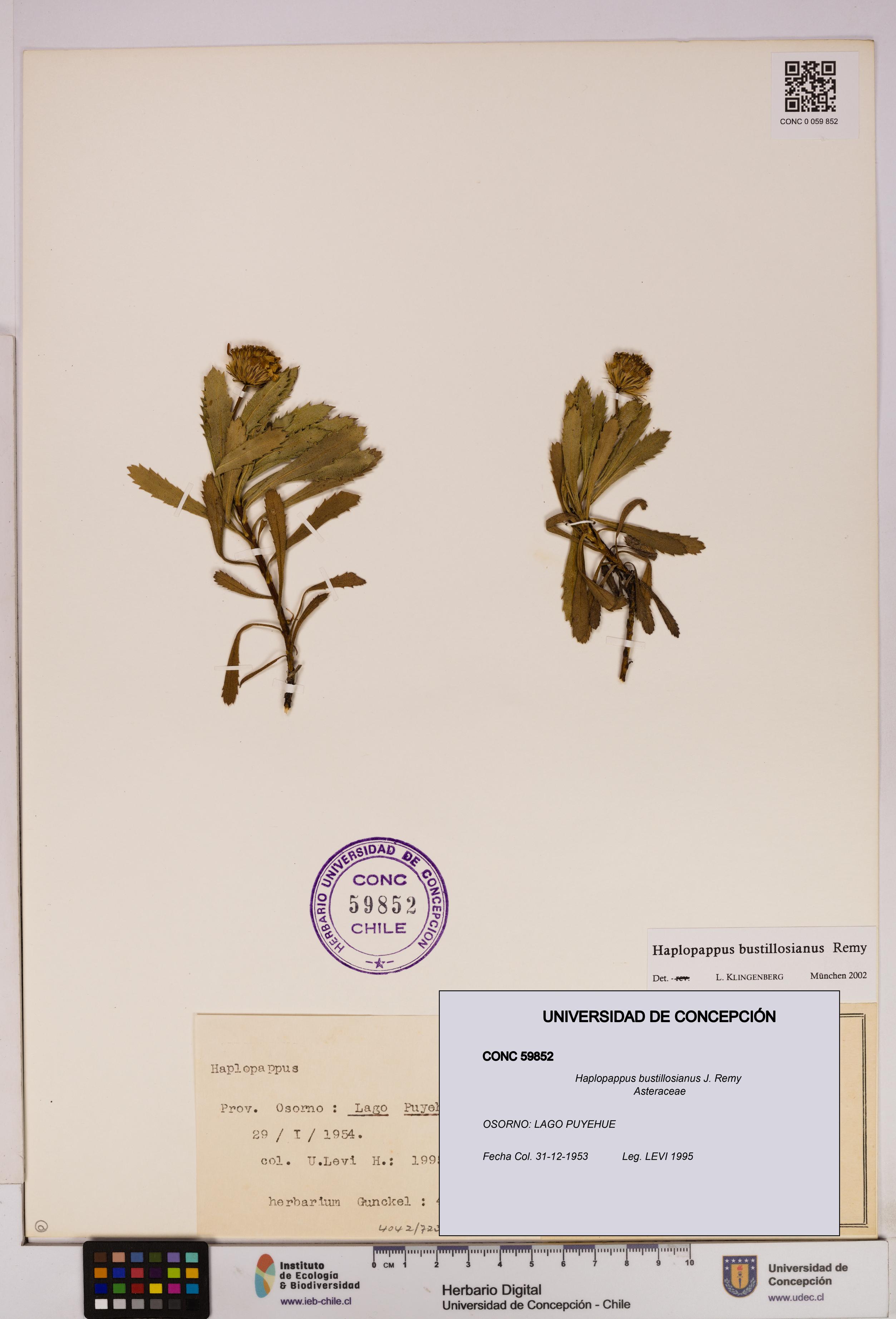 Haplopappus bustillosianus [Espécimen: UDEC:CONC:0059852]