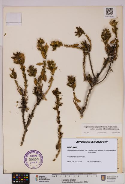 Haplopappus angustifolius subsp. saxatilis [Espécimen: UDEC:CONC:0059853]