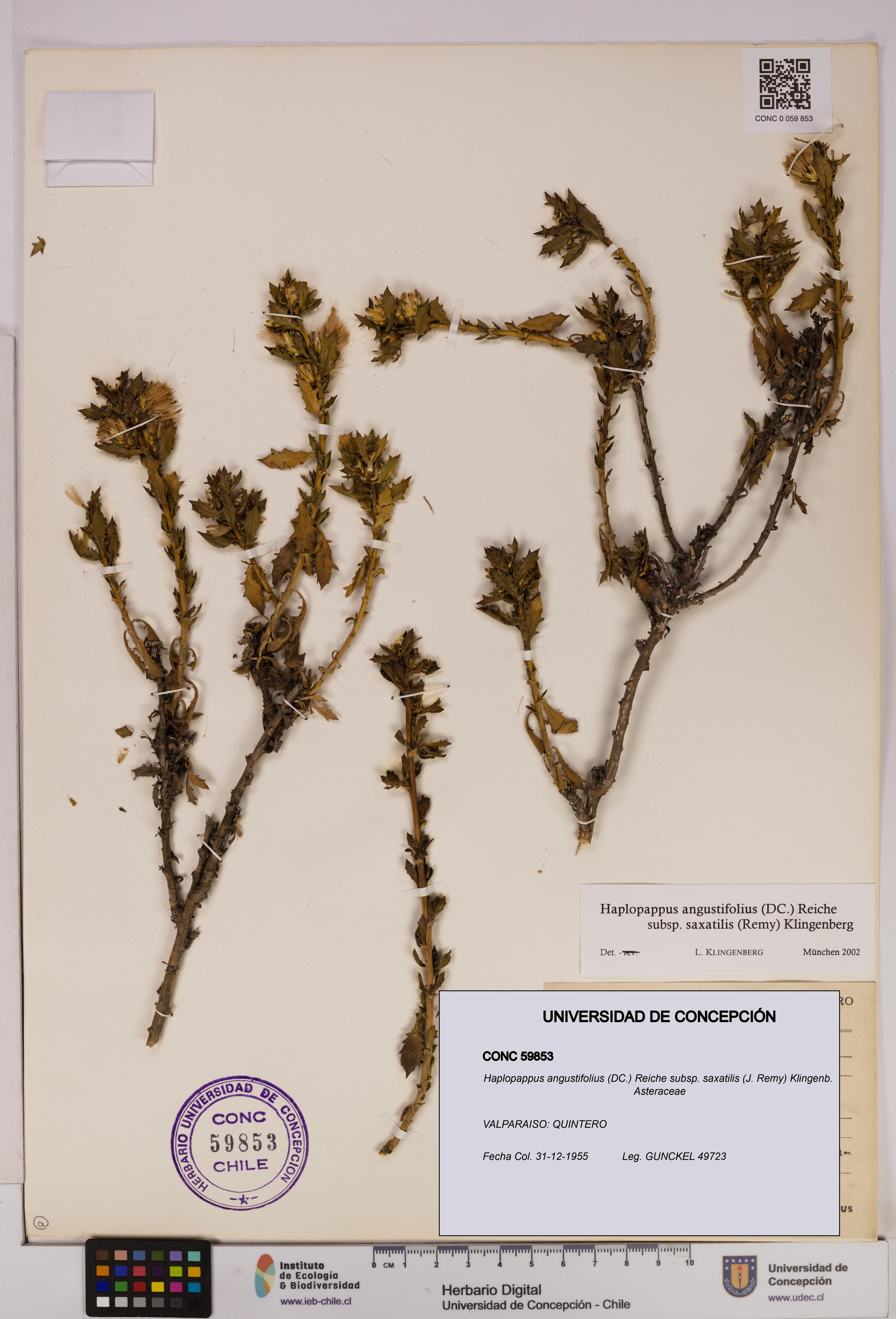 Haplopappus angustifolius subsp. saxatilis [Espécimen: UDEC:CONC:0059853]
