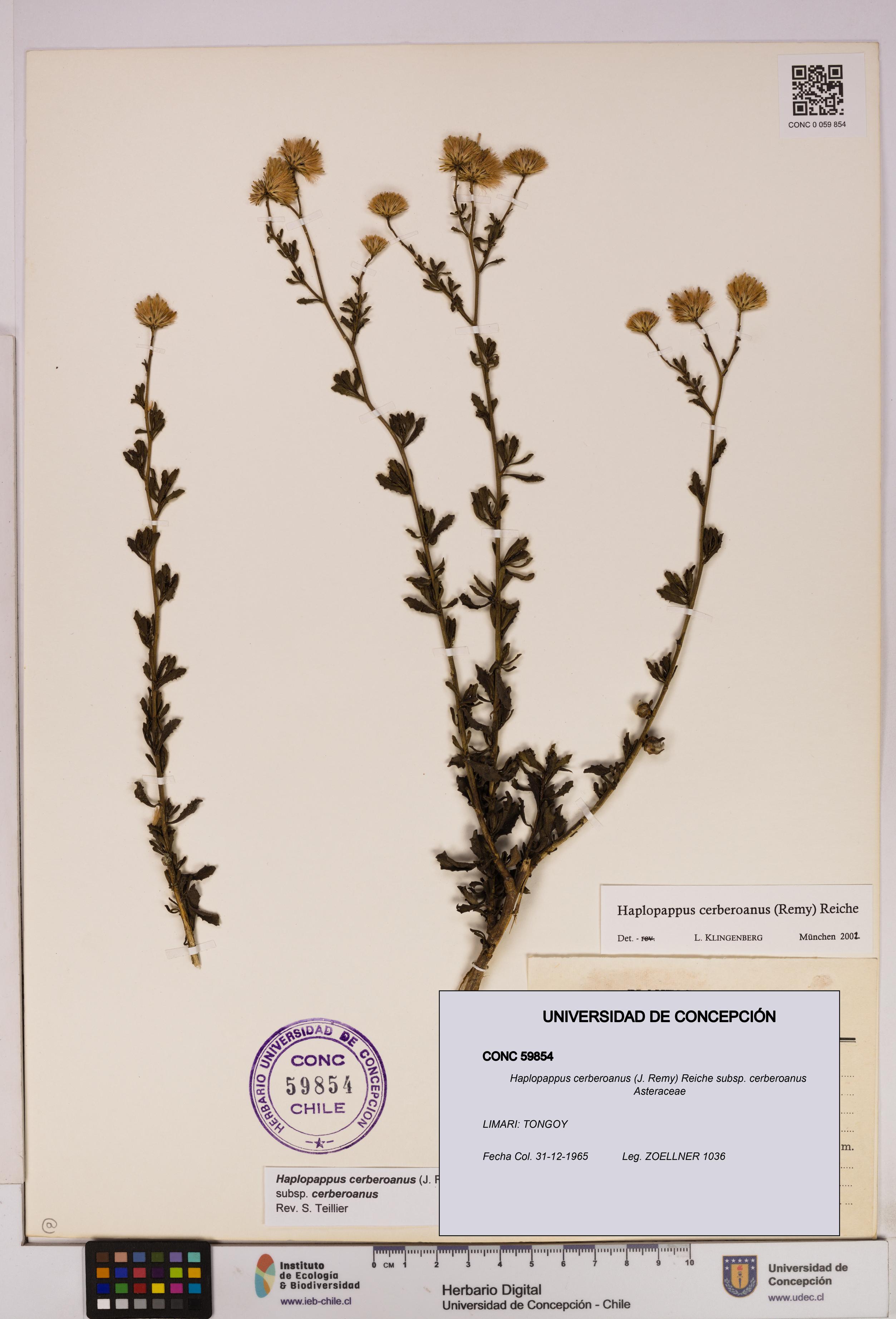 Haplopappus cerberoanus subsp. cerberoanus [Espécimen: UDEC:CONC:0059854]