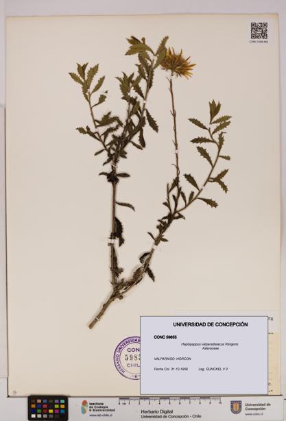 Haplopappus valparadisiacus [Espécimen: UDEC:CONC:0059855]