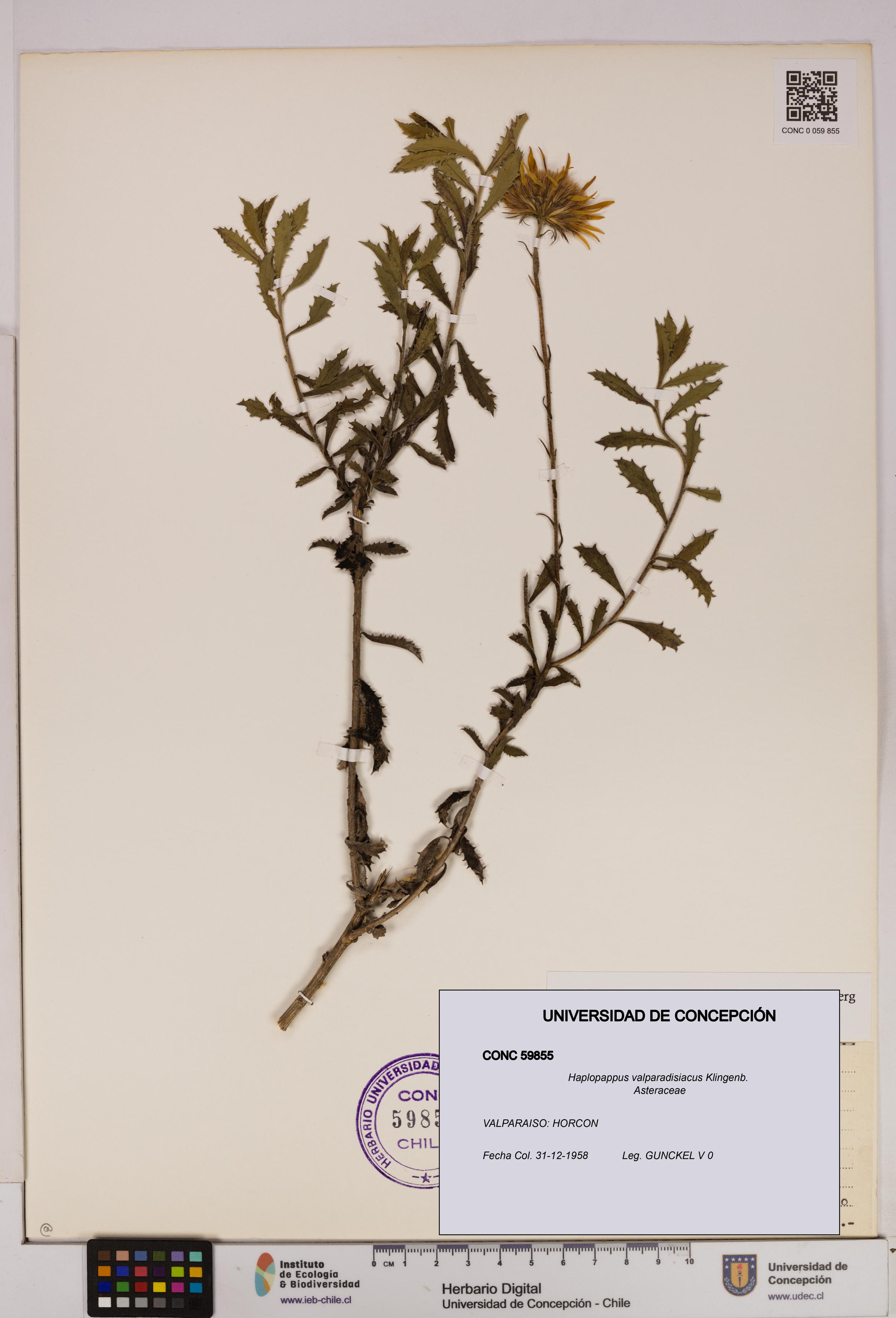 Haplopappus valparadisiacus [Espécimen: UDEC:CONC:0059855]