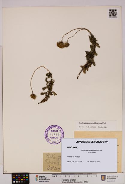 Haplopappus paucidentatus [Espécimen: UDEC:CONC:0059856]