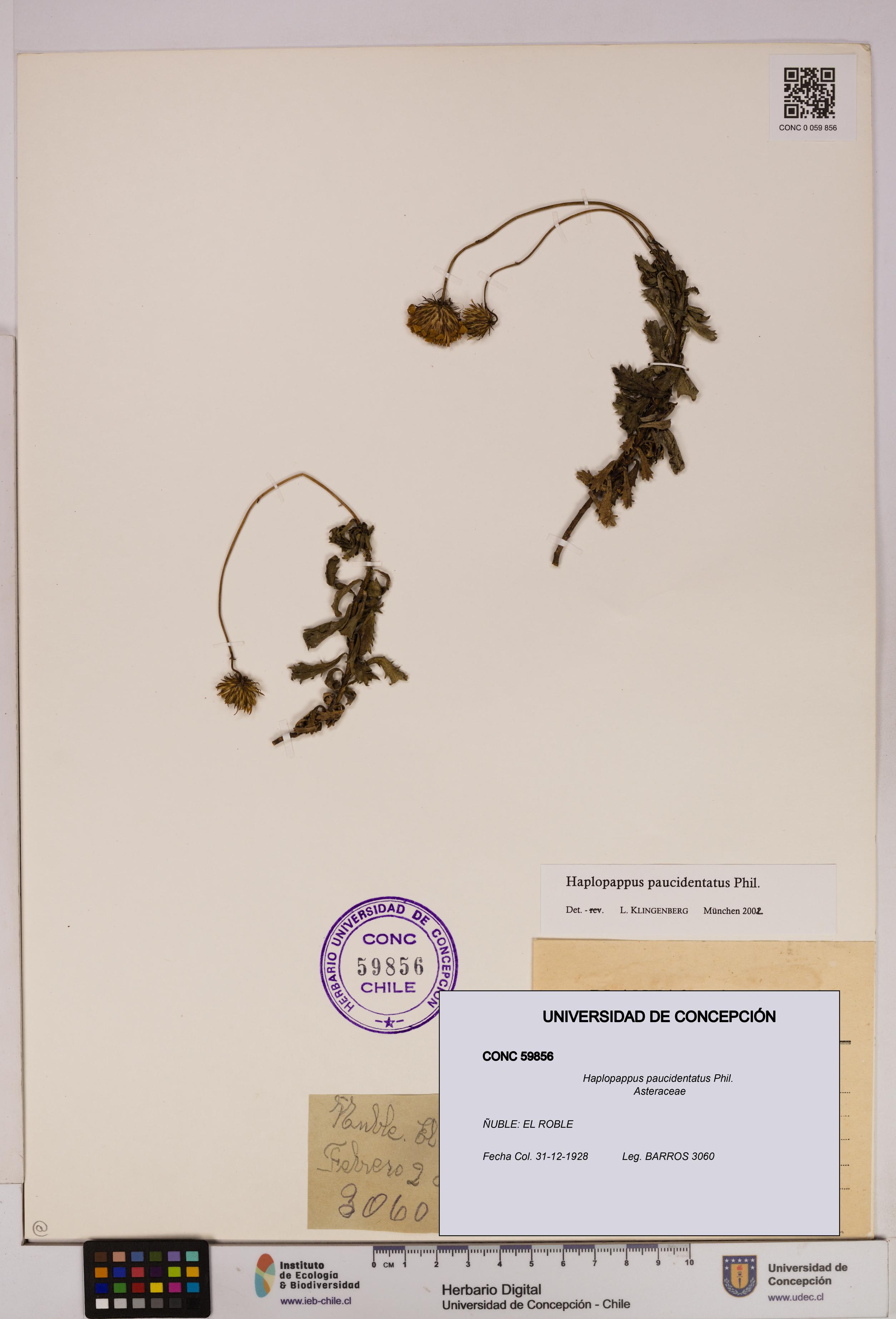 Haplopappus paucidentatus [Espécimen: UDEC:CONC:0059856]