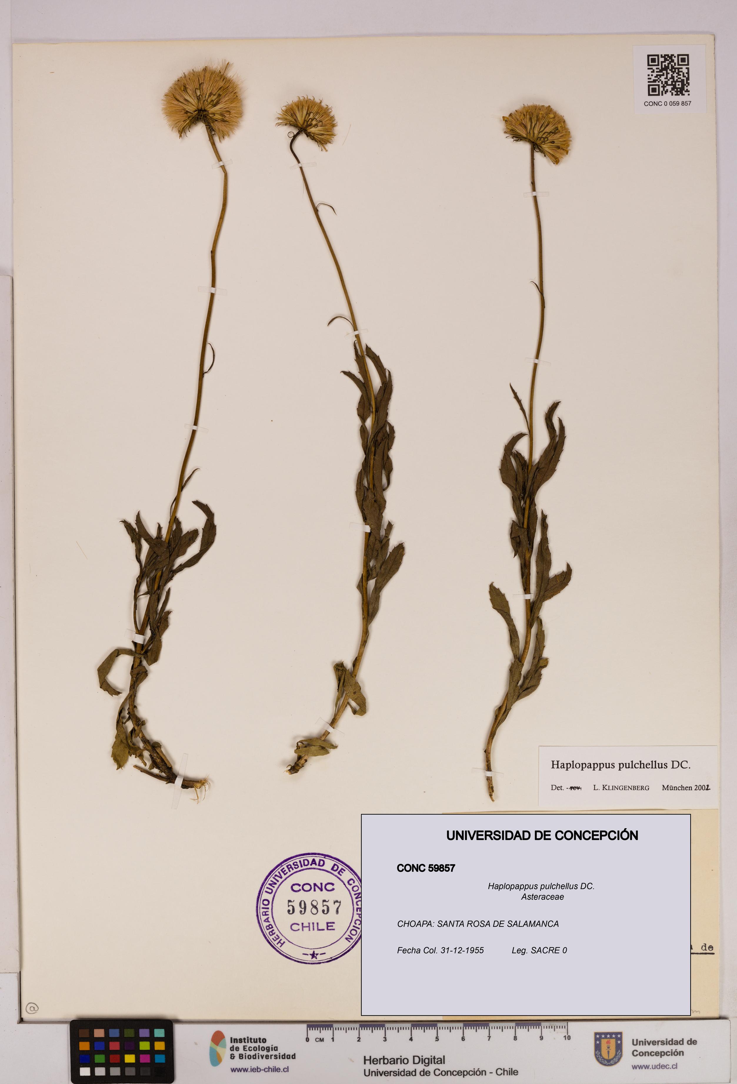 Haplopappus pulchellus [Espécimen: UDEC:CONC:0059857]