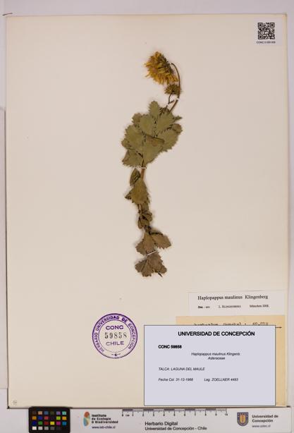 Haplopappus maulinus [Espécimen: UDEC:CONC:0059858]