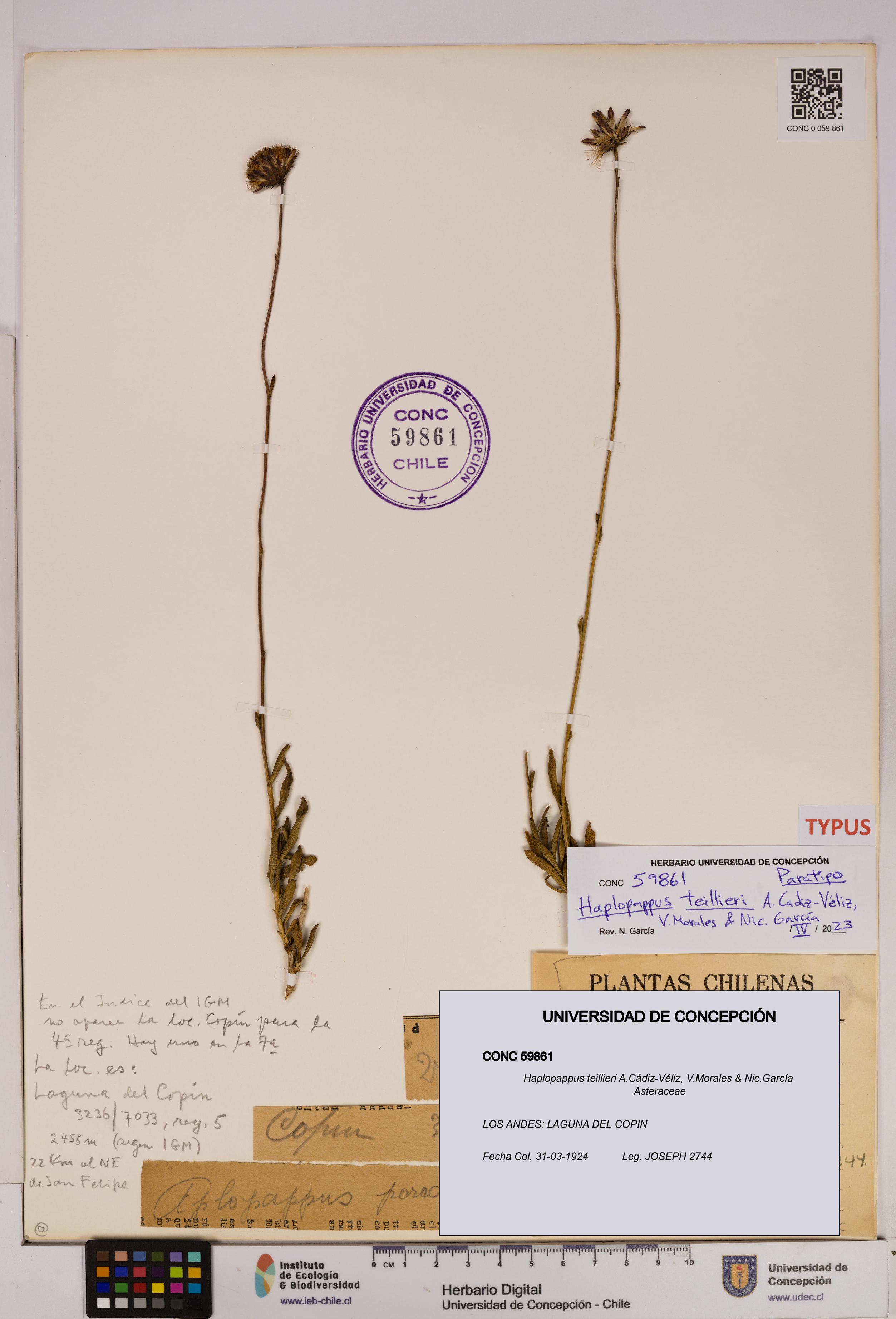Haplopappus teillieri [Espécimen: UDEC:CONC:0059861]