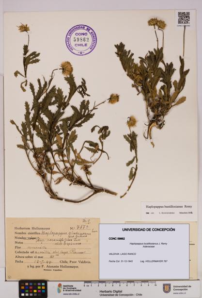 Haplopappus bustillosianus [Espécimen: UDEC:CONC:0059862]